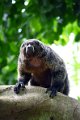 Dierentuin Emmen Mei 2014 05